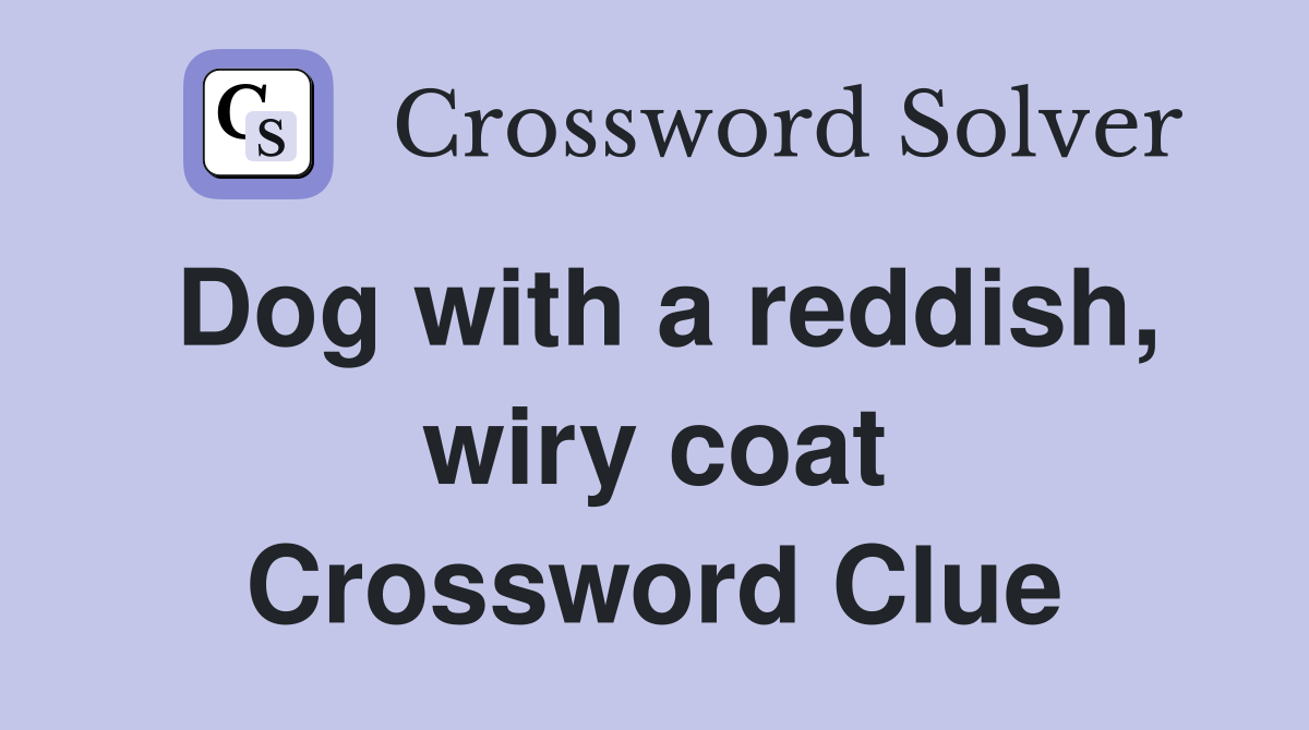 Dog with a reddish, wiry coat Crossword Clue
