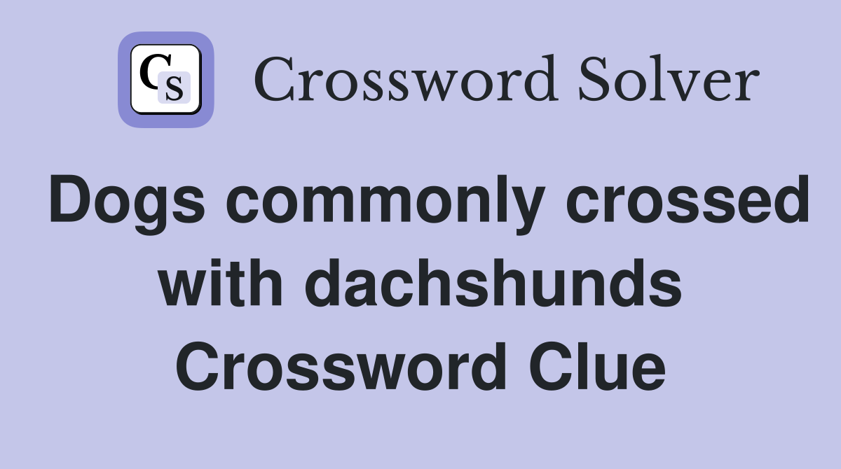 Dogs commonly crossed with dachshunds Crossword Clue
