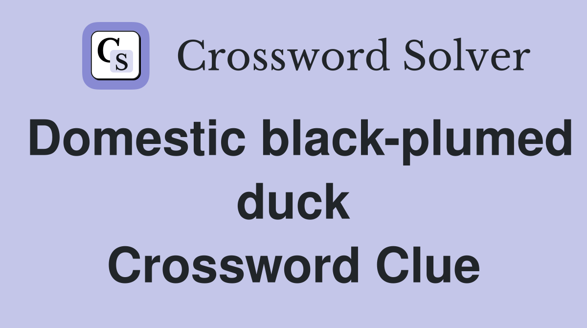 Domestic black-plumed duck Crossword Clue
