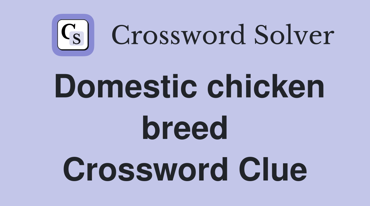 Domestic chicken breed Crossword Clue