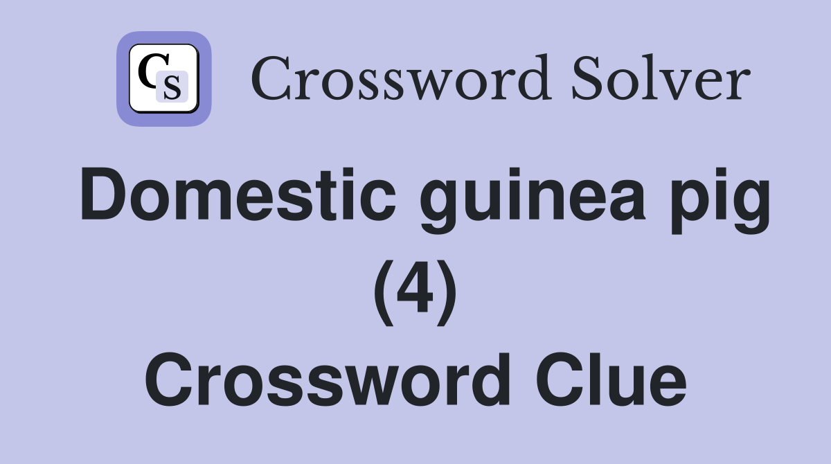 Domestic guinea pig (4) Crossword Clue