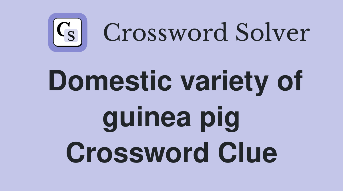 Domestic variety of guinea pig Crossword Clue