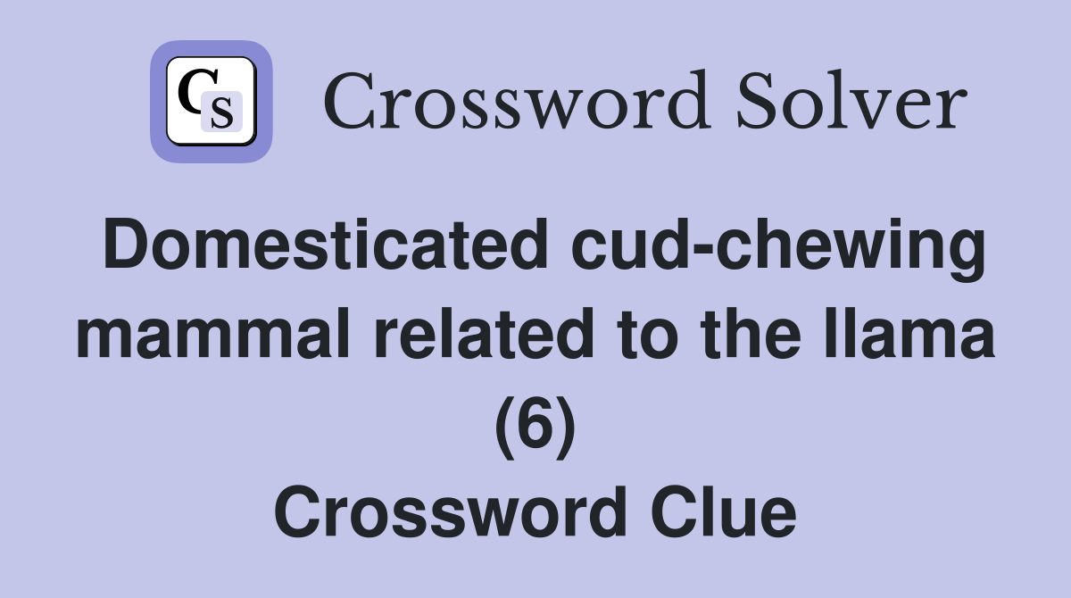 Domesticated cud-chewing mammal related to the llama (6) Crossword Clue