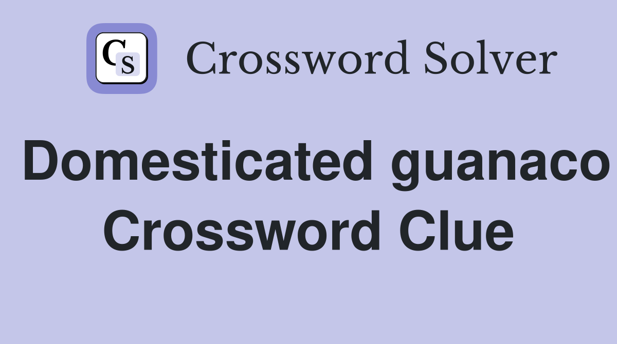 Domesticated guanaco Crossword Clue