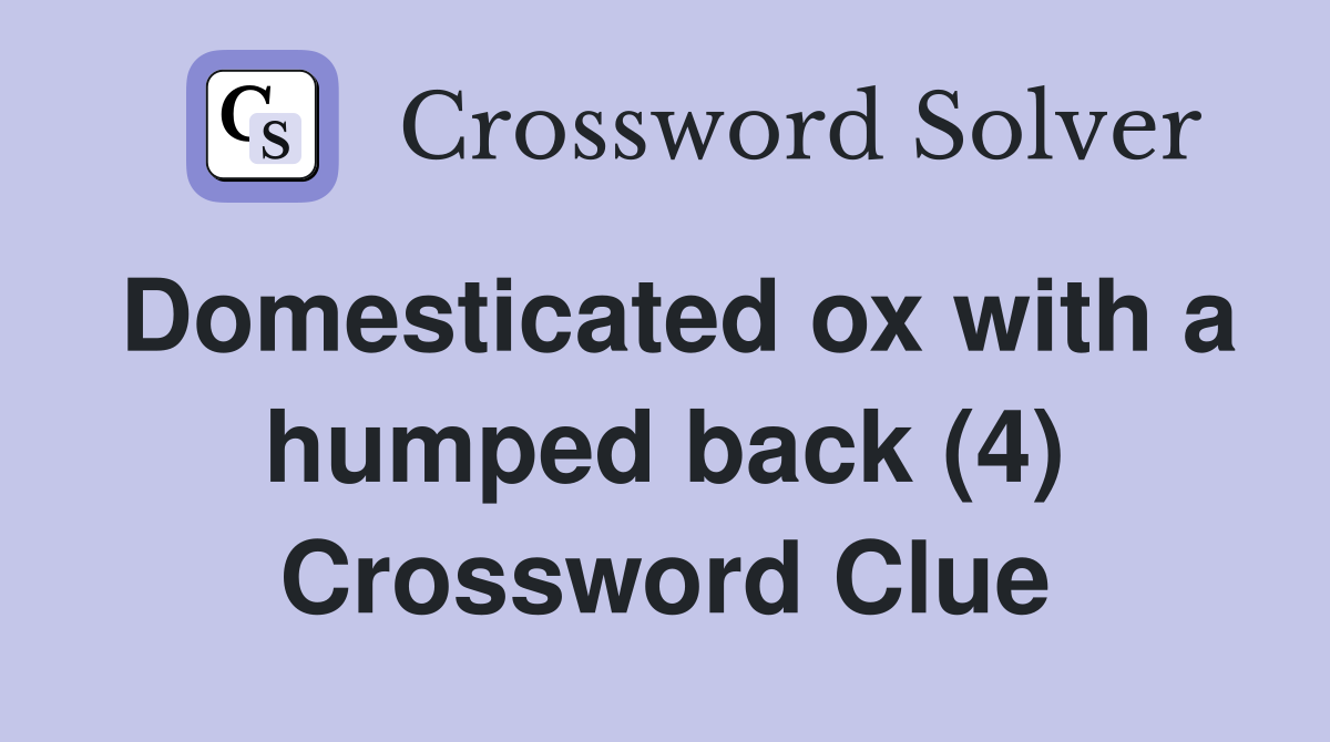 Domesticated ox with a humped back (4) Crossword Clue