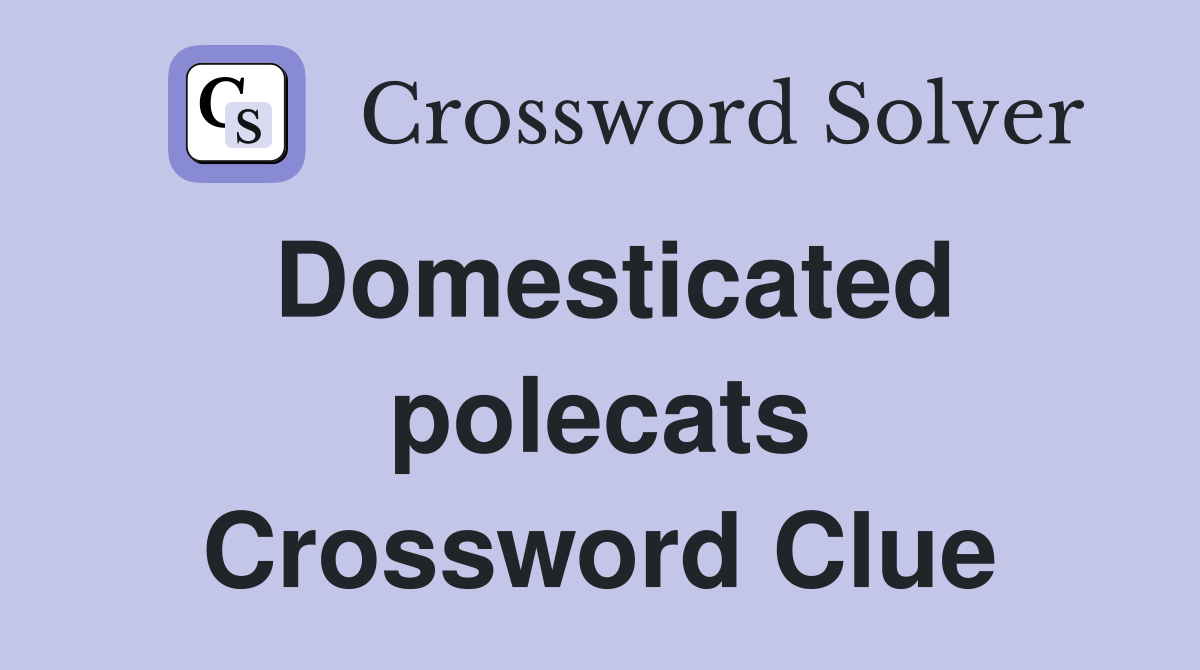 Domesticated polecats Crossword Clue