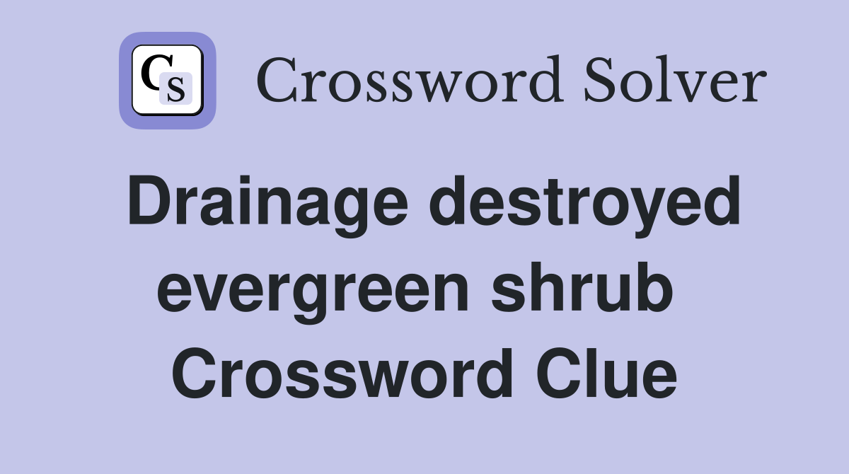 Drainage destroyed evergreen shrub  Crossword Clue