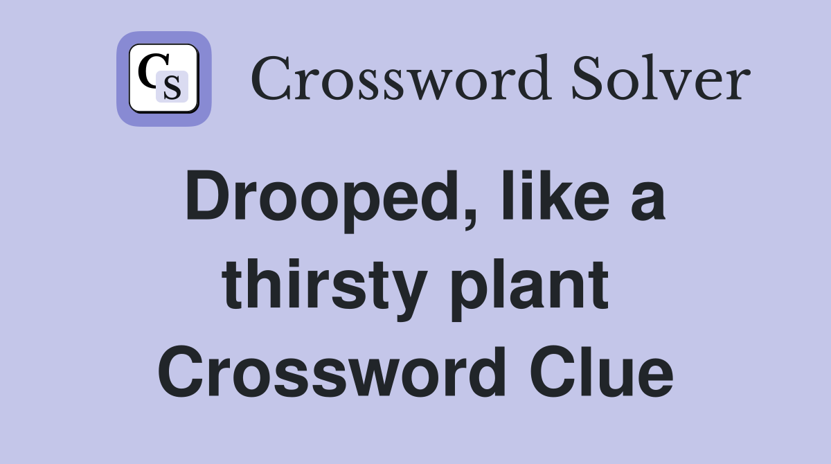 Drooped, like a thirsty plant Crossword Clue