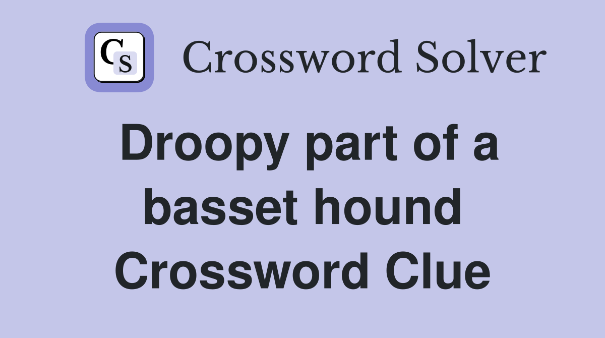 Droopy part of a basset hound Crossword Clue