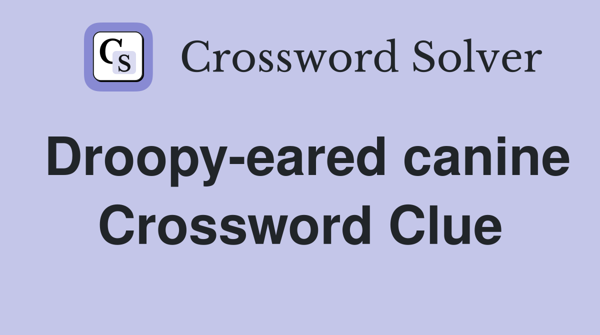 Droopy-eared canine Crossword Clue