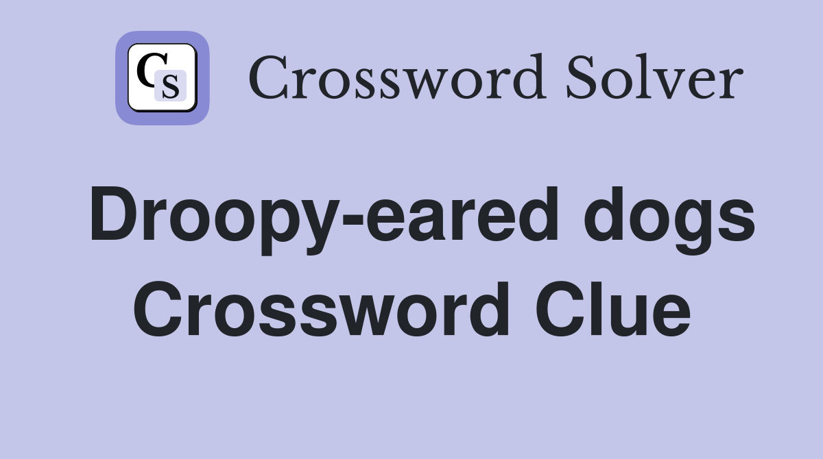Droopy-eared dogs Crossword Clue