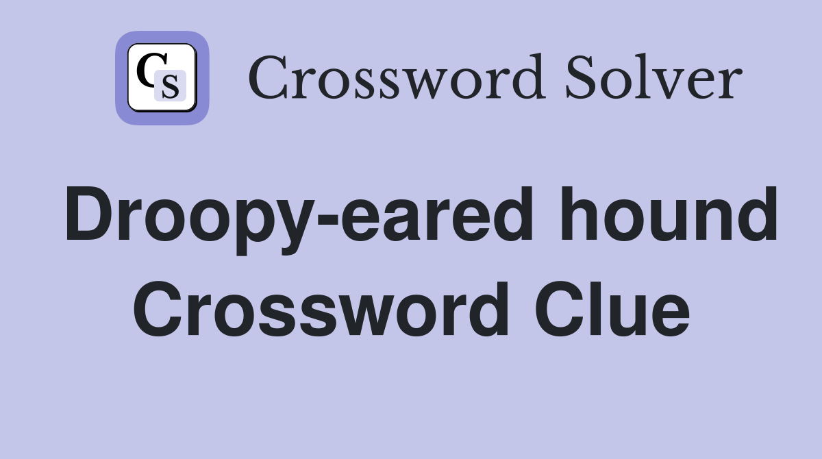 Droopy-eared hound Crossword Clue