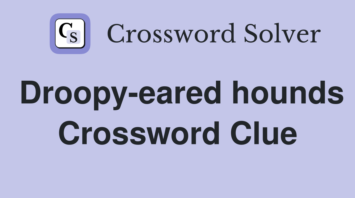 Droopy-eared hounds Crossword Clue