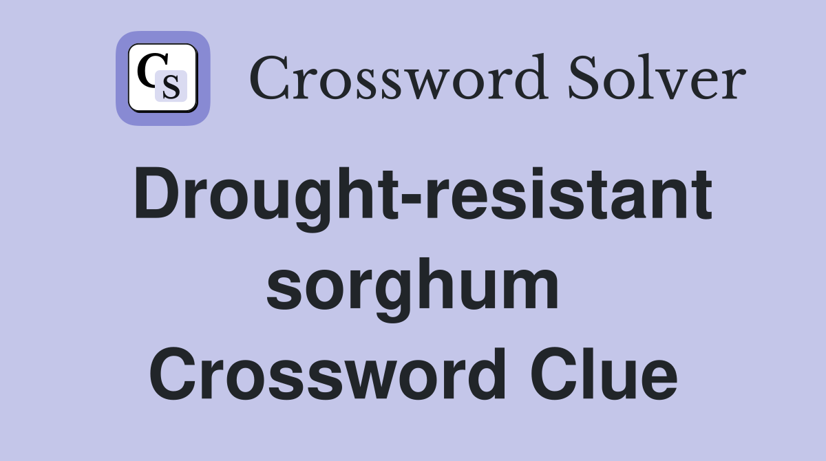 Drought-resistant sorghum Crossword Clue