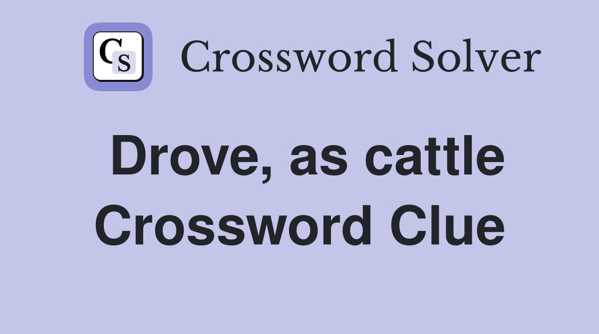 Drove, as cattle Crossword Clue