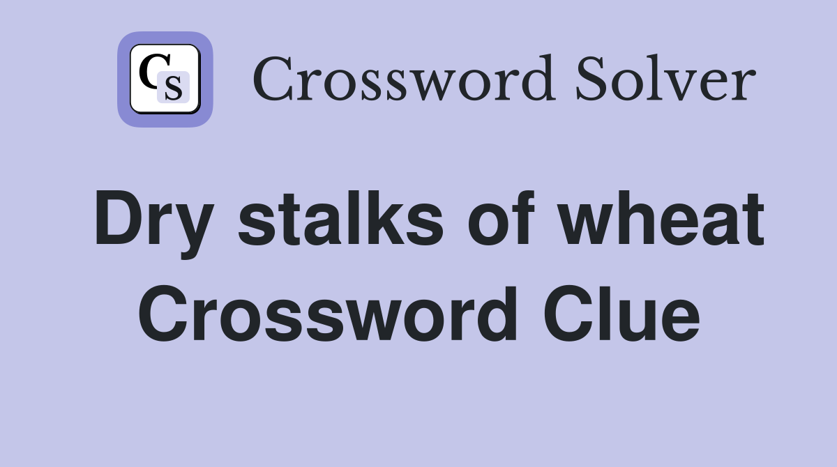 Dry stalks of wheat Crossword Clue