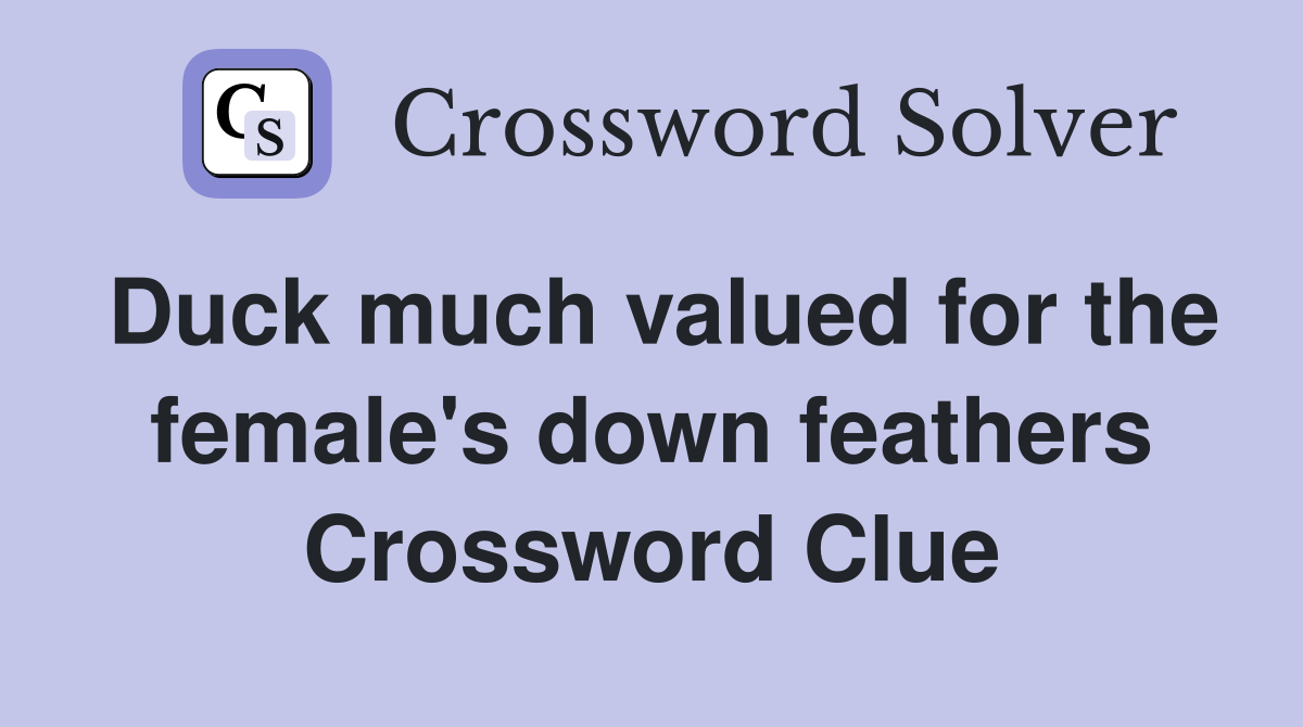 Duck much valued for the female's down feathers Crossword Clue