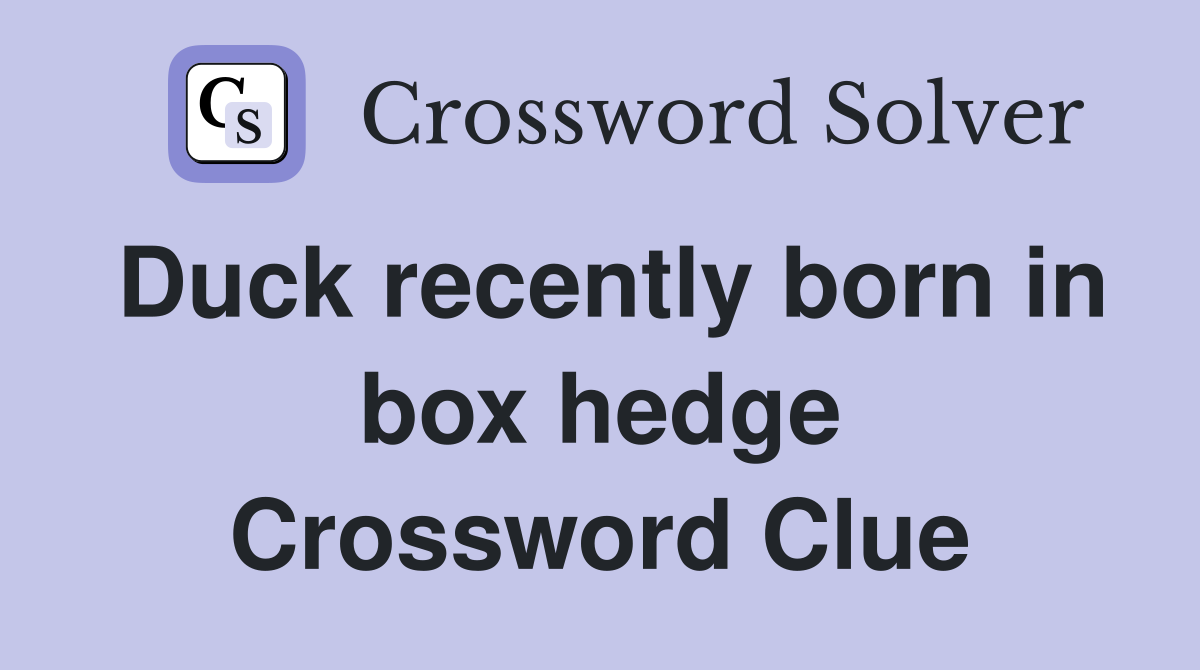 Duck recently born in box hedge Crossword Clue