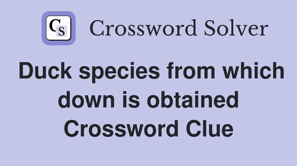 Duck species from which down is obtained Crossword Clue