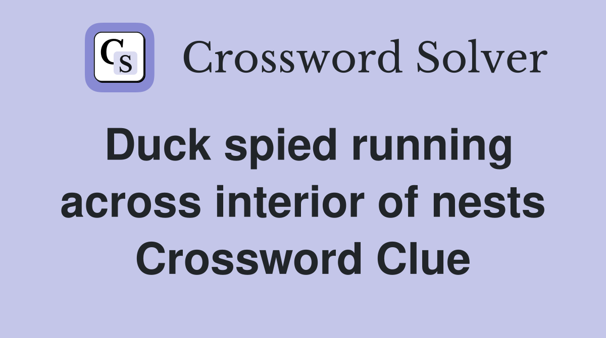 Duck spied running across interior of nests Crossword Clue