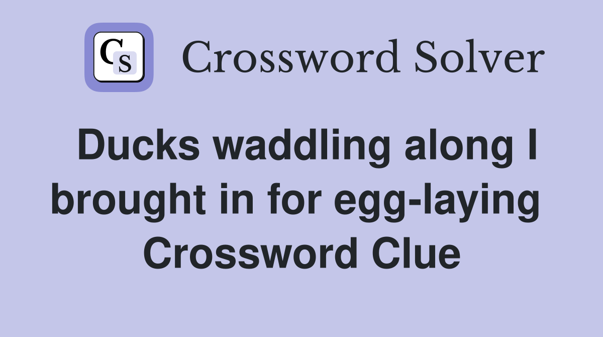 Ducks waddling along I brought in for egg-laying  Crossword Clue