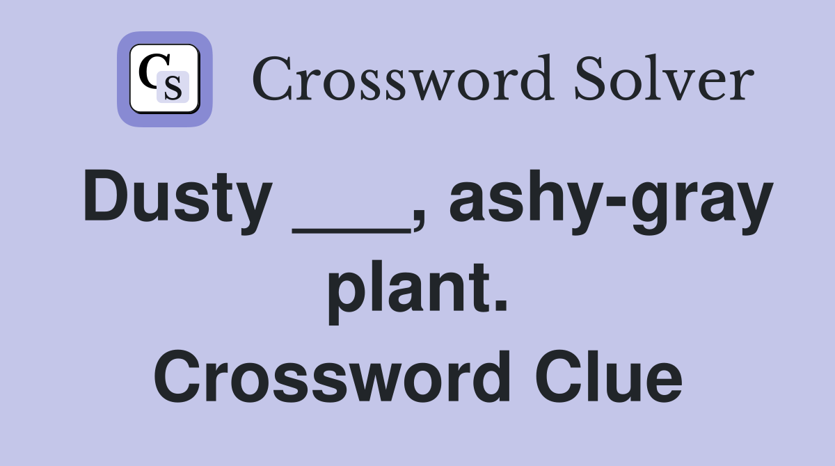 Dusty ___, ashy-gray plant. Crossword Clue
