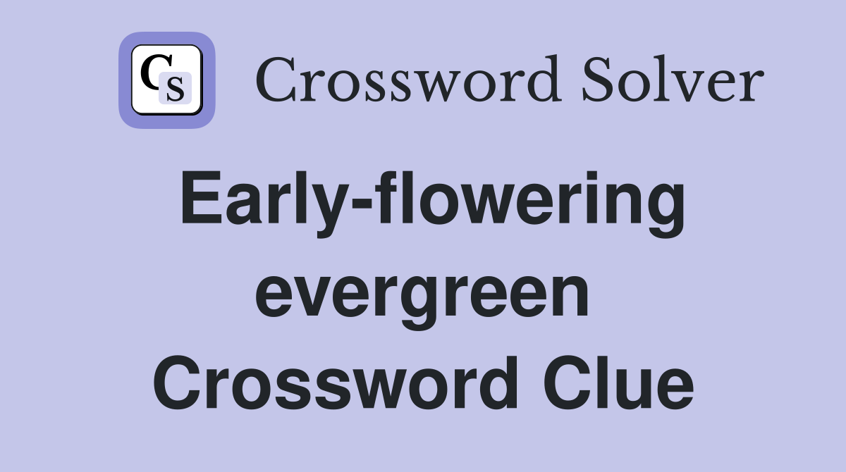 Early-flowering evergreen Crossword Clue