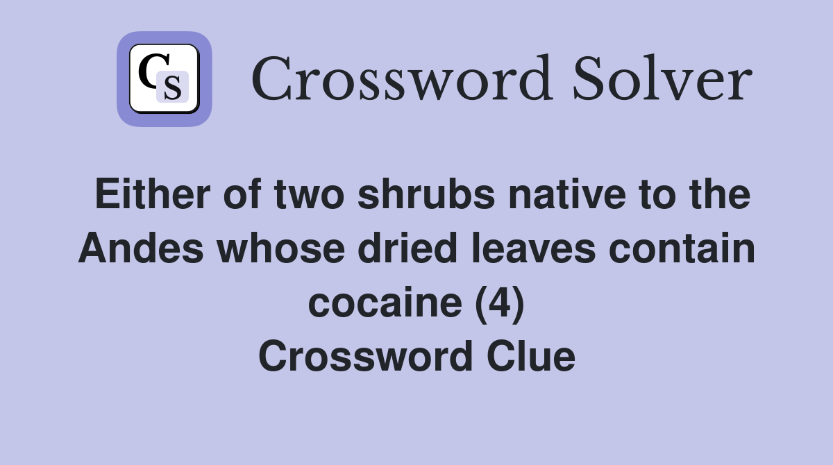 Either of two shrubs native to the Andes whose dried leaves contain cocaine (4) Crossword Clue