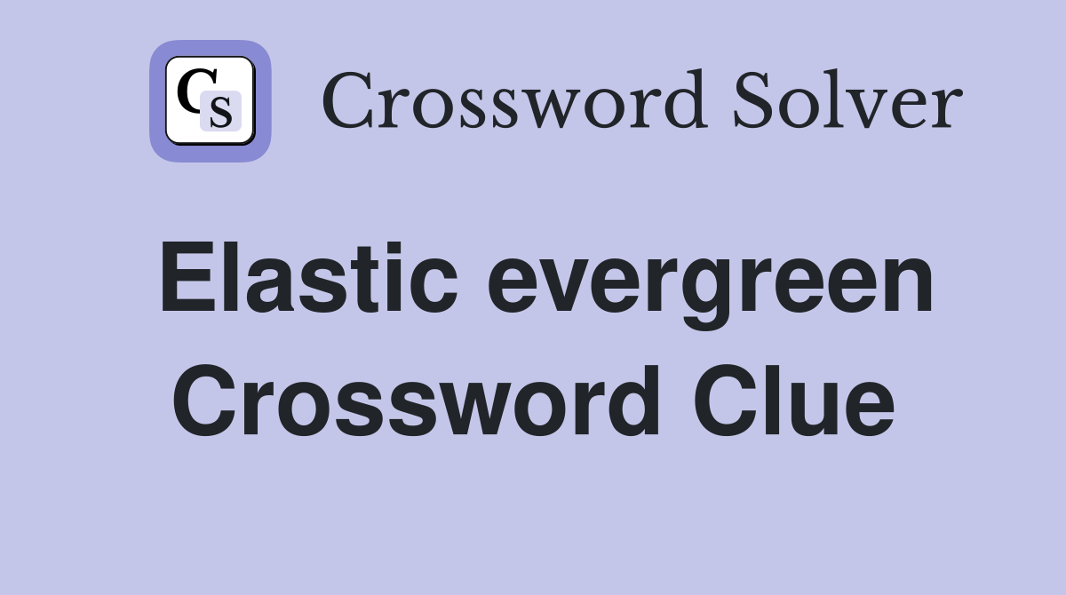 Elastic evergreen Crossword Clue