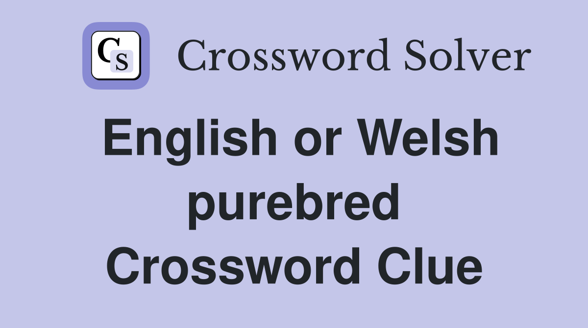 English or Welsh purebred Crossword Clue