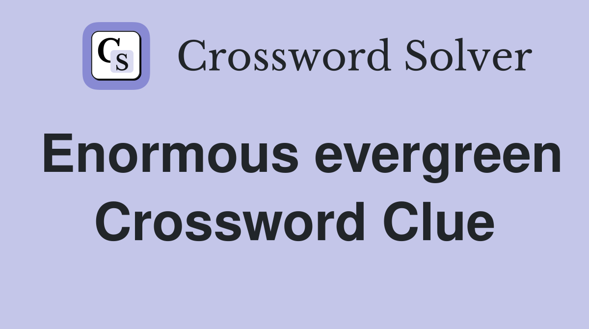 Enormous evergreen Crossword Clue