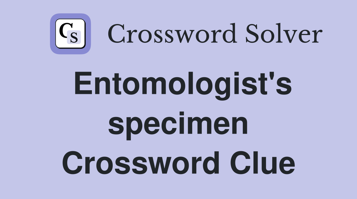 Entomologist's specimen Crossword Clue