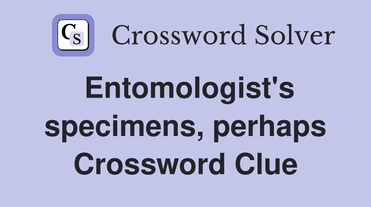 Entomologist's specimens, perhaps Crossword Clue