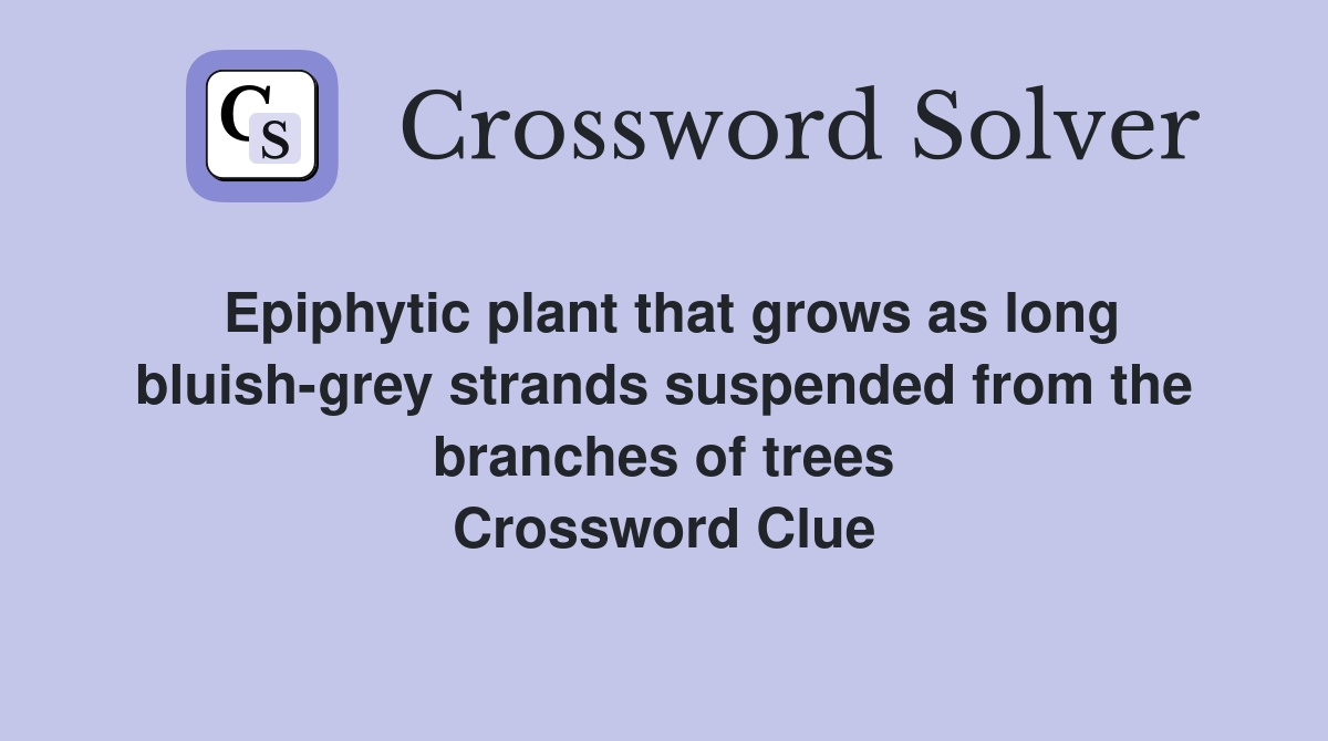 Epiphytic plant that grows as long bluish-grey strands suspended from the branches of trees Crossword Clue