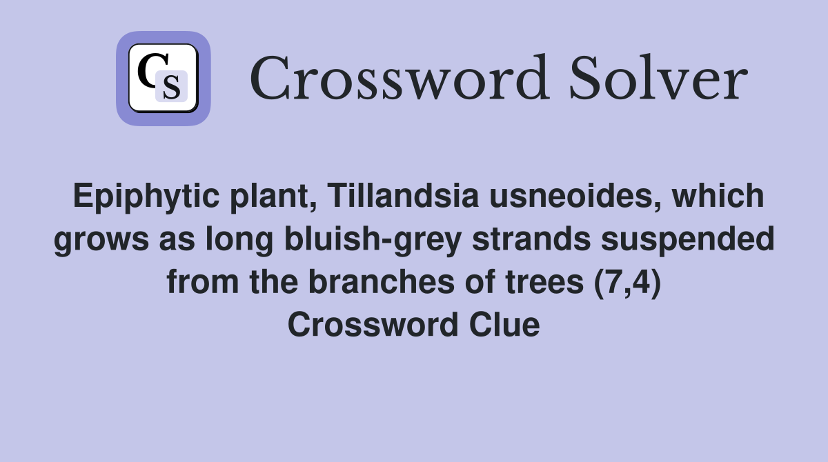 Epiphytic plant, Tillandsia usneoides, which grows as long bluish-grey strands suspended from the branches of trees (7,4) Crossword Clue