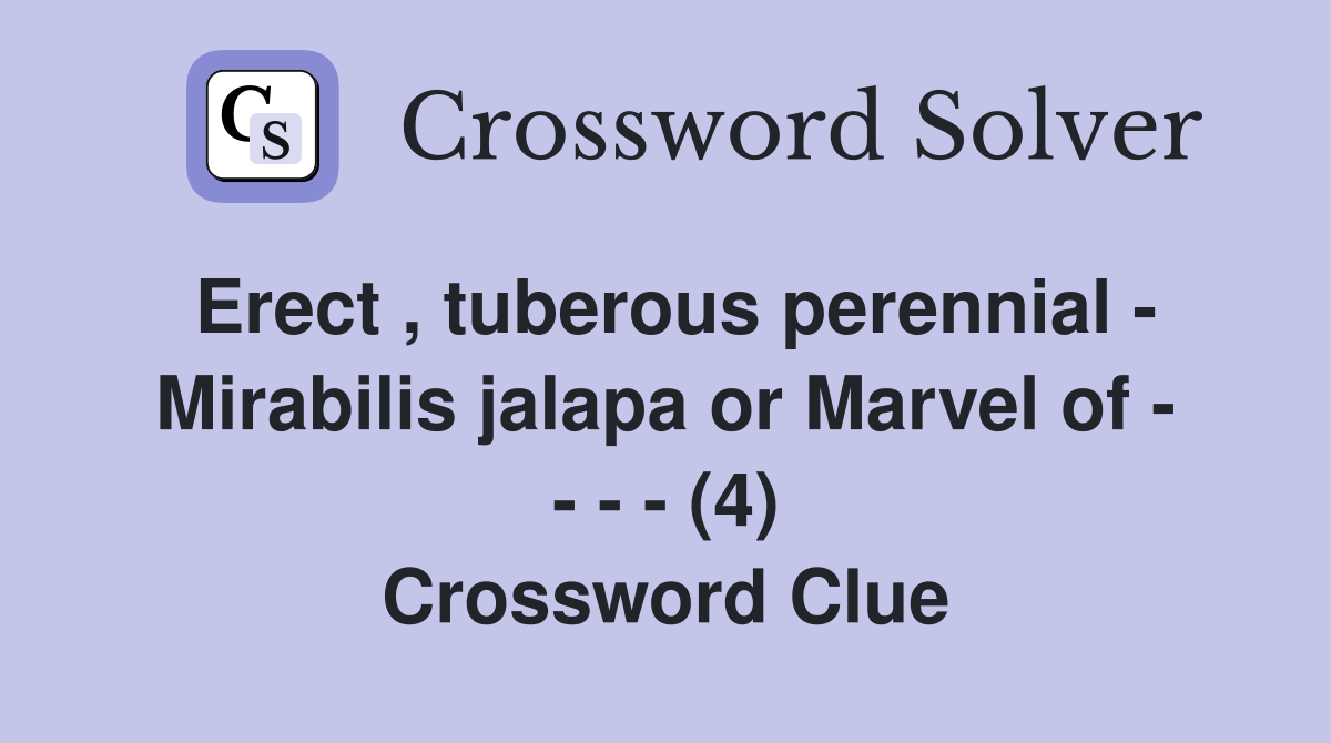 Erect , tuberous perennial - Mirabilis jalapa or Marvel of - - - - (4) Crossword Clue