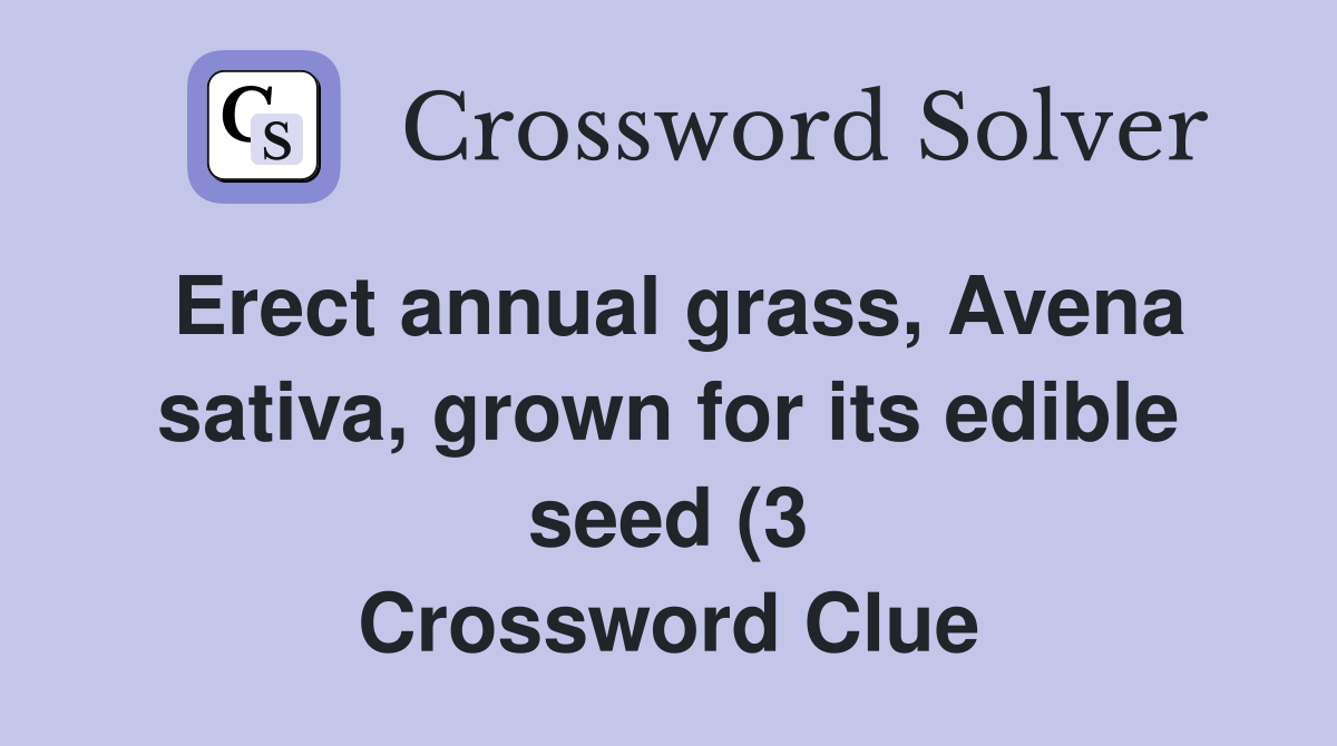 Erect annual grass Avena sativa grown for its edible seed (3 Erect annual grass Avena sativa grown for its edible seed (3