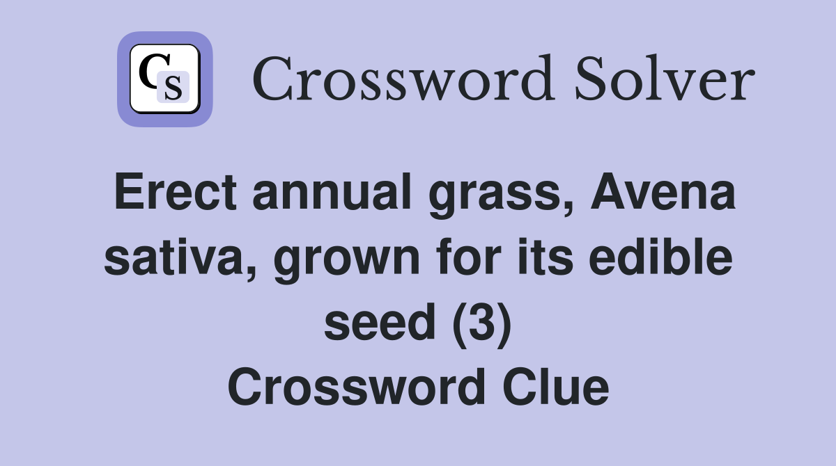 Erect annual grass Avena sativa grown for its edible seed (3