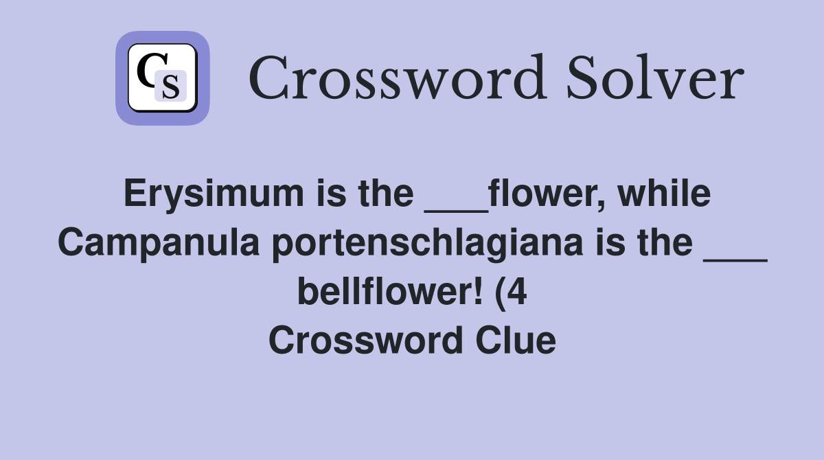 Erysimum is the flower while Campanula portenschlagiana is the Erysimum is the flower while Campanula portenschlagiana is the