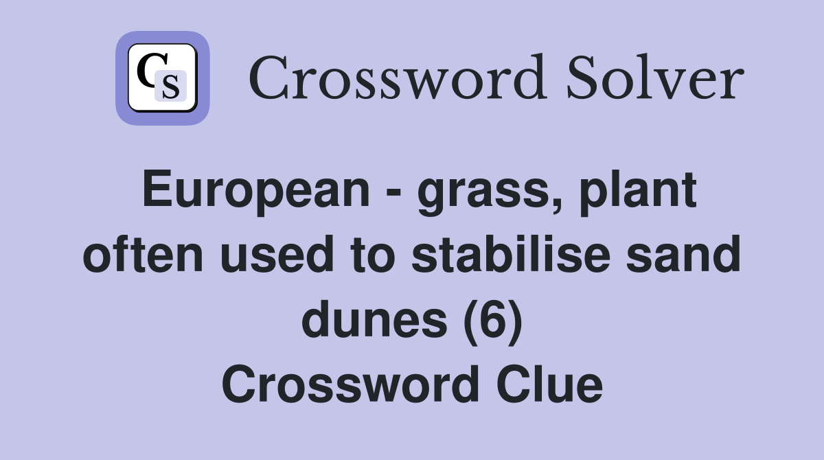 European - grass, plant often used to stabilise sand dunes (6) Crossword Clue