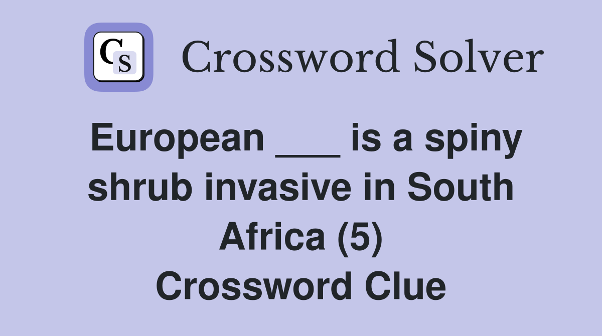 European ___ is a spiny shrub invasive in South Africa (5) Crossword Clue