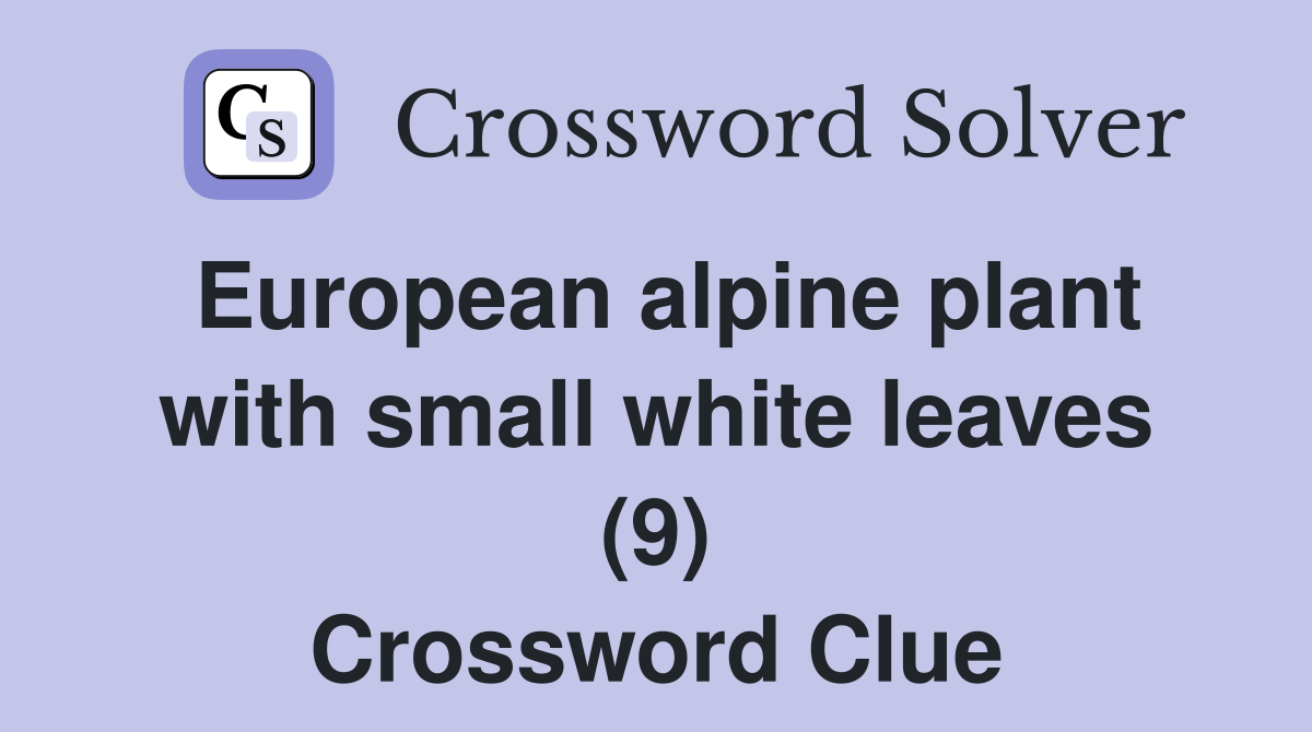 European alpine plant with small white leaves (9) Crossword Clue