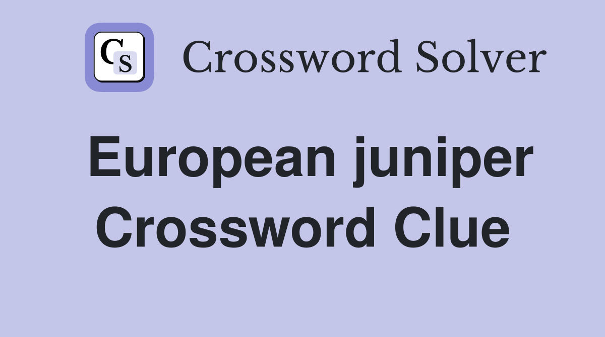 European juniper Crossword Clue