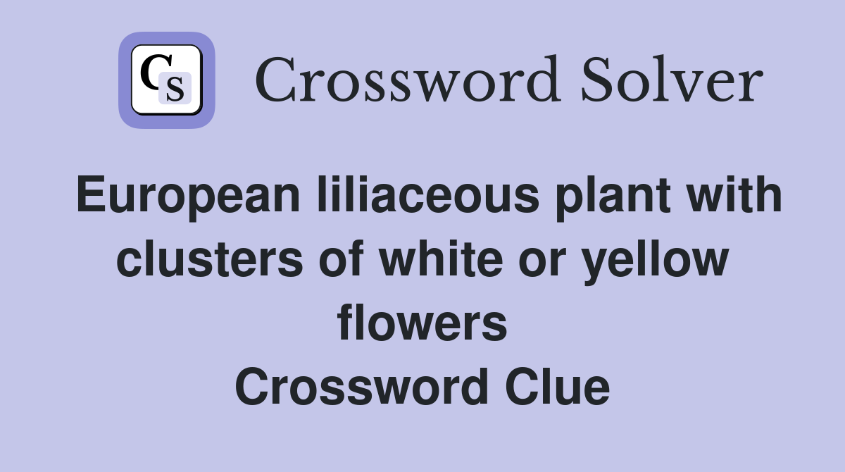 European liliaceous plant with clusters of white or yellow flowers Crossword Clue