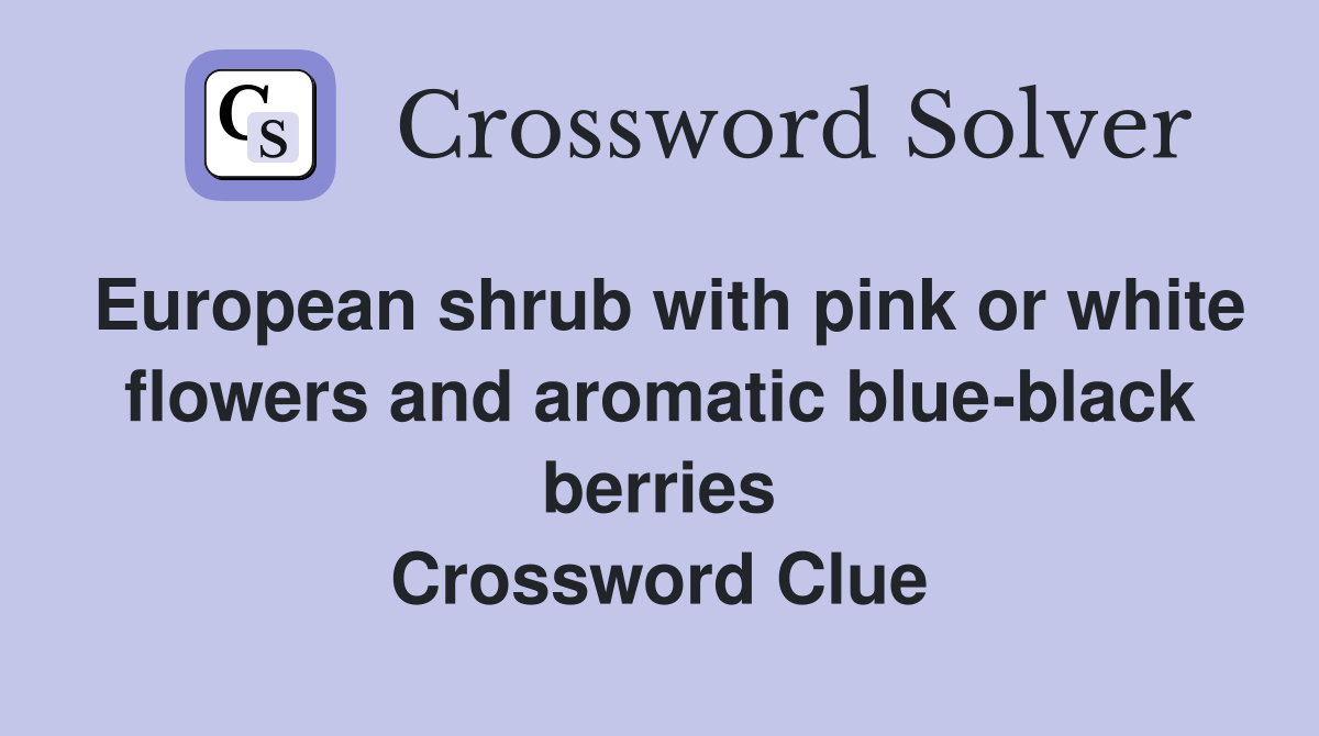 European shrub with pink or white flowers and aromatic blue-black berries Crossword Clue