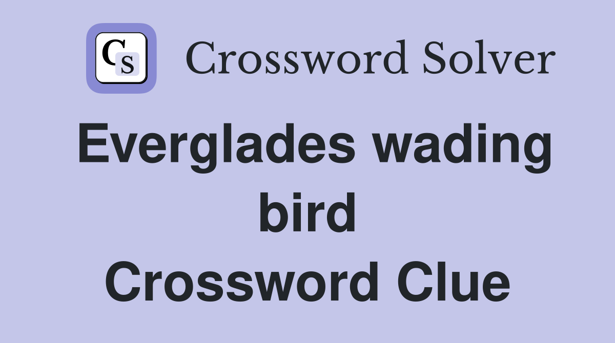Everglades wading bird Crossword Clue