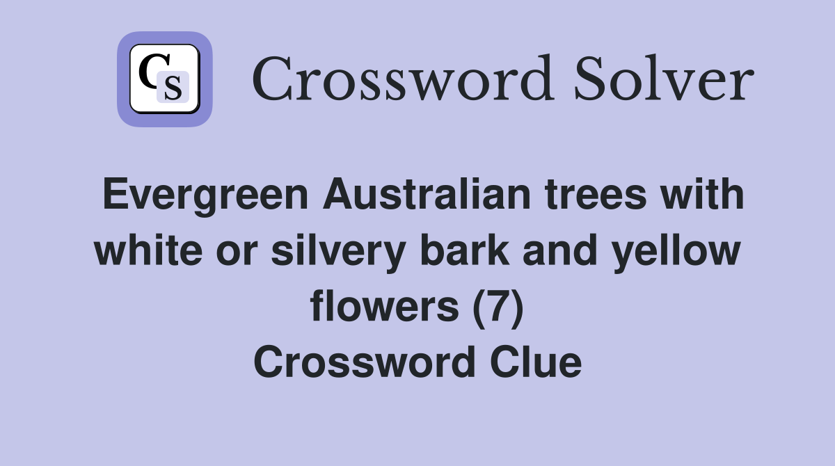 Evergreen Australian trees with white or silvery bark and yellow flowers (7) Crossword Clue
