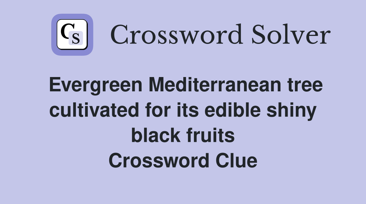 Evergreen Mediterranean tree cultivated for its edible shiny black fruits Crossword Clue