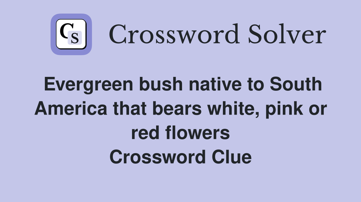 Evergreen bush native to South America that bears white, pink or red flowers Crossword Clue