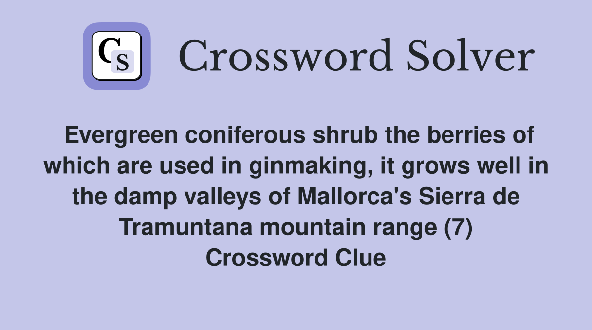 Evergreen coniferous shrub the berries of which are used in ginmaking, it grows well in the damp valleys of Mallorca's Sierra de Tramuntana mountain range (7) Crossword Clue